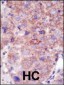 SMURF2 Antibody (C-term)